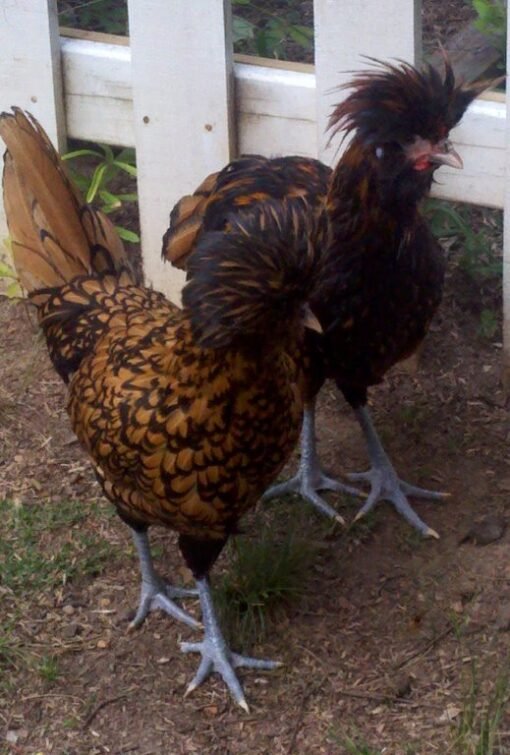 Golden Laced Polish Chicken - Image 3