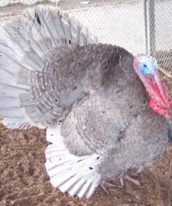 Blue Slate Turkey