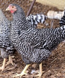Dominique chicken