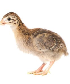 4 Peachicks & 15 Keets - Assorted